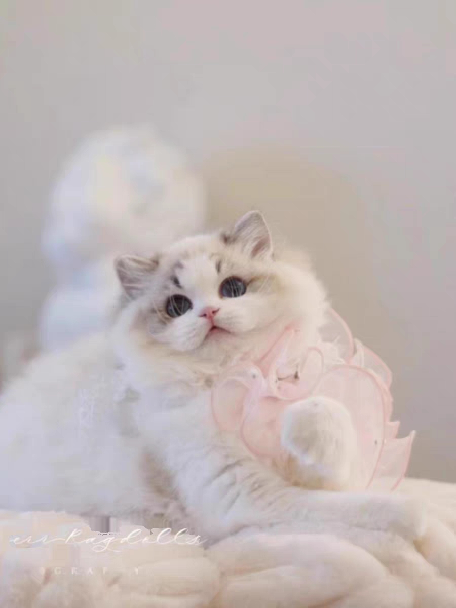 猫舍直销,批发价出售,布偶猫